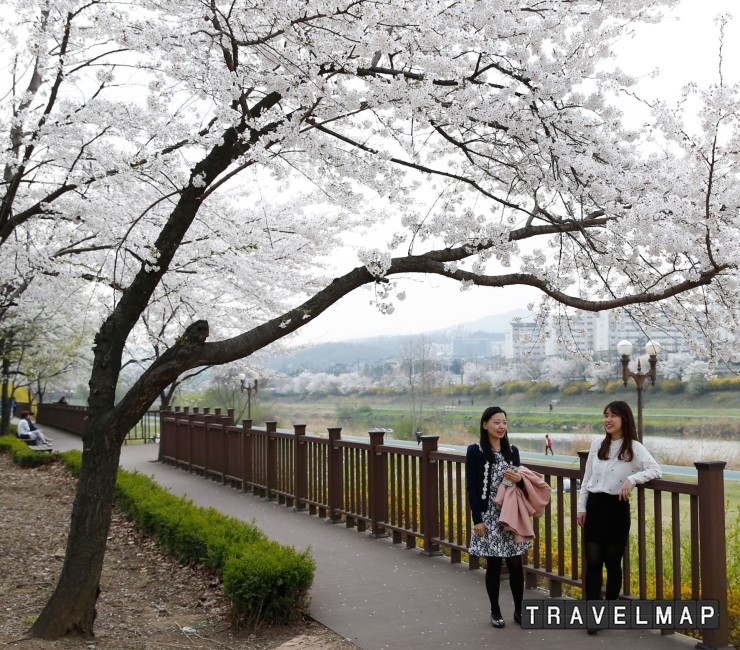 [트래블맵성남여행] 성남시, 봄이 왔어요 성남 벚꽃길 5경 제생병원 앞