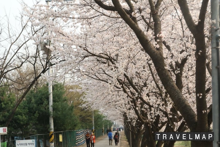 [트래블맵성남여행] 성남시, 봄이 왔어요 성남 벚꽃길 7경 태평동 탄천물놀이장 둑길