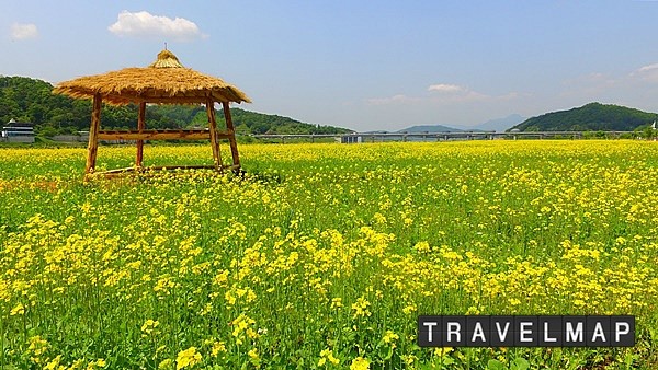 [트래블맵 여주여행] 여주시, 이포보 강변 노란 유채꽃밭 만개