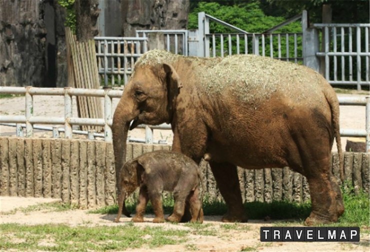 [트래블맵서울여행] 서울대공원, 아기코끼리 외부 방사장을 통해 관람객에게 공개