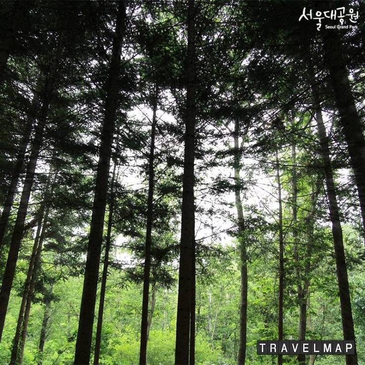 [트래블맵서울여행] 서울대공원, 30년 미공개 된  피톤치드 풍부한 전나무, 잣나무 울창한 산림치유숲 개방
