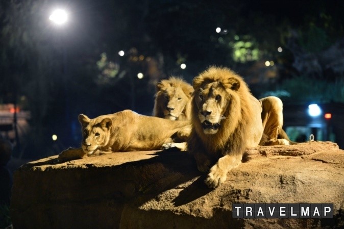 [트래블맵테마파크] 에버랜드, 여름 휴가철 로스트밸리 도보탐험, 굿모닝 사파리 등 이색 사파리 체험 마련