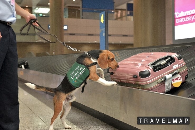[트래블맵해외여행] 농림축산식품부, 해외여행 끝나고 귀국 시 식물류는 가져오지 마세요