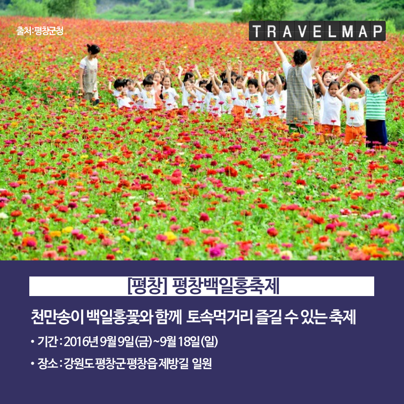 [트래블맵] 가을 꽃 축제 소개 - 평창백일홍축제