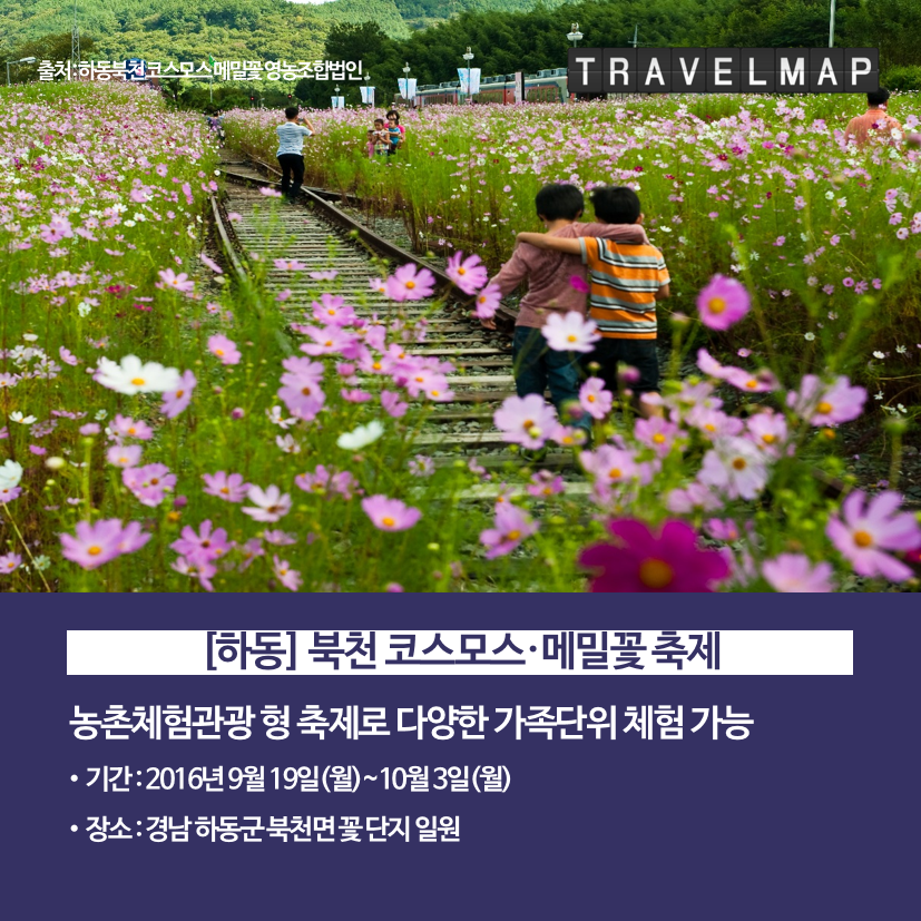 [트래블맵] 가을 꽃 축제 소개 - 하동 북천 코스모스·메밀꽃 축제