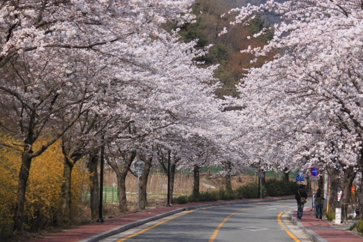 계룡산 벚꽃 만개상황