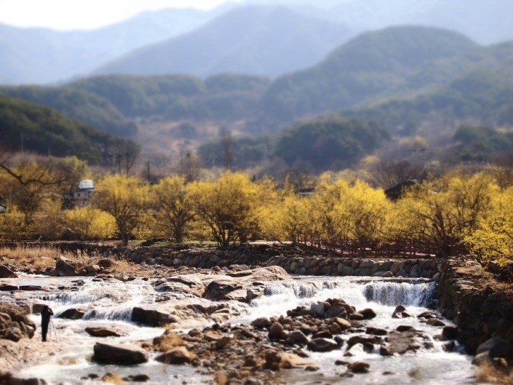 지리산 산수유