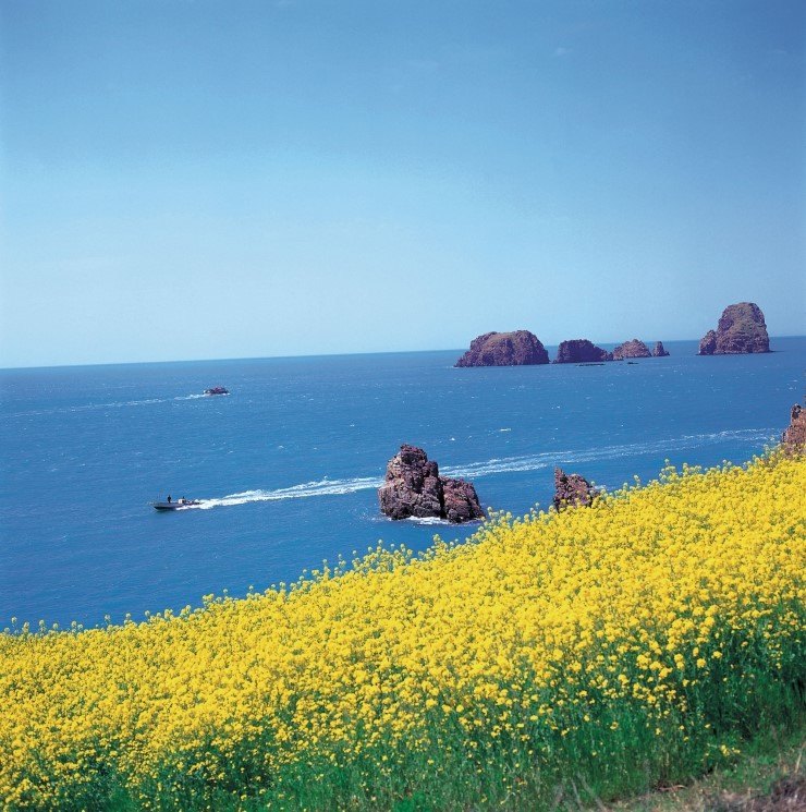 다도해해상유채꽃